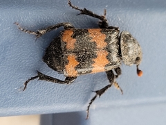 Nicrophorus hybridus