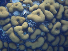 Goniastrea stelligera