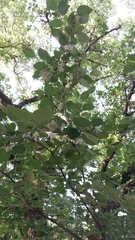Styrax officinalis