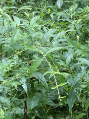 Decodon