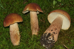 Boletus subcaerulescens