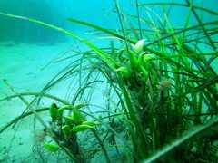Posidonia australis