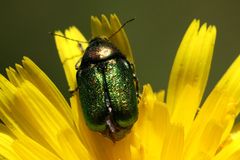 Cryptocephalus aureolus