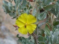Cistus atriplicifolius