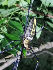 Nephila pilipes
