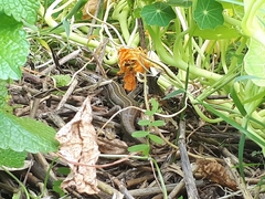 Heremites vittatus
