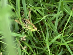 Pseudochorthippus parallelus