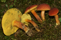 Boletus fraternus