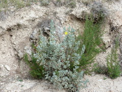 Cistus atriplicifolius