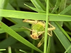 Pseudochorthippus parallelus