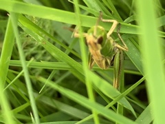 Pseudochorthippus parallelus