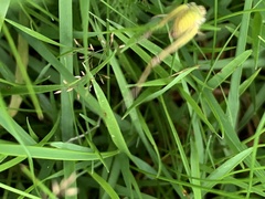 Pseudochorthippus parallelus