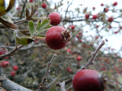 Crataegus laciniata