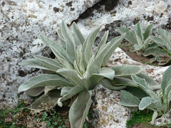 Verbascum hervieri