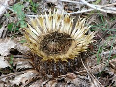 Carlina acanthifolia