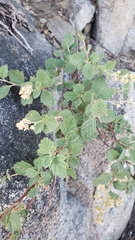 Holodiscus discolor microphyllus