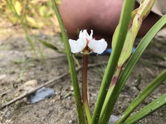 Sagittaria rigida