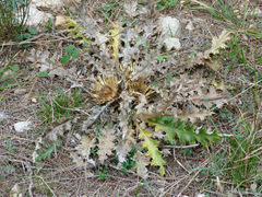 Carlina acanthifolia