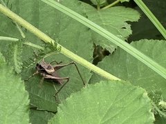 Pholidoptera griseoaptera