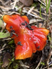 Hygrocybe