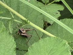 Pholidoptera griseoaptera