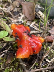 Hygrocybe