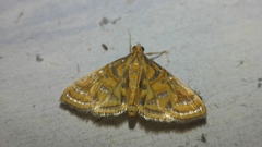 Daulia afralis
