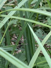 Pholidoptera griseoaptera