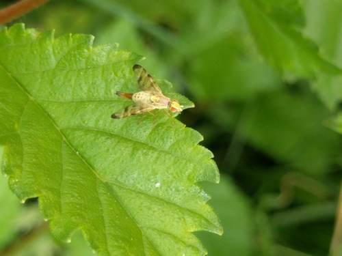 Banded Burdock Fly, Noordwijkerhout, Zuid-Holland, Netherlands, photo 6 of 10