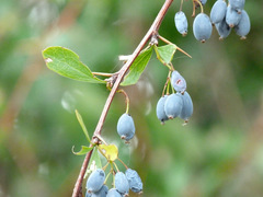 Berberis hispanica