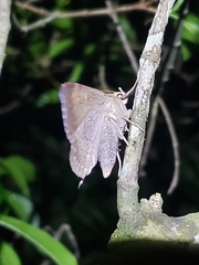 Pindara illibata