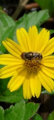 Eristalinus taeniops