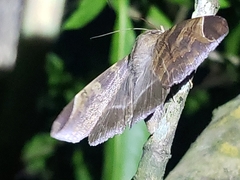 Pindara illibata