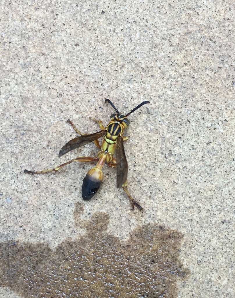 Mischocyttarus cerberus