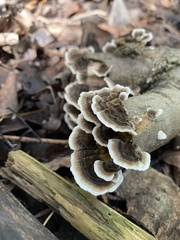 Trametes versicolor