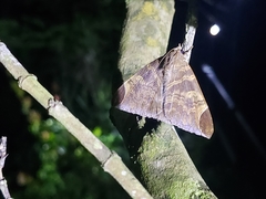Pindara illibata