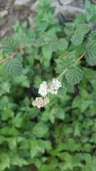 Holodiscus discolor microphyllus