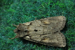 Lithophane furcifera