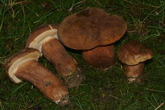 Tylopilus ferrugineus