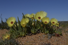Cephalophyllum pillansii