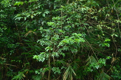 Dalbergia benthamii