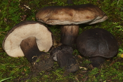 Tylopilus atronicotianus