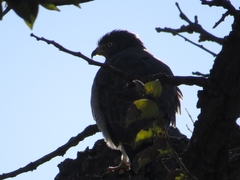 Rupornis magnirostris