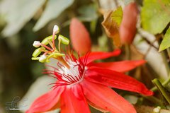 Passiflora miniata × vitifolia