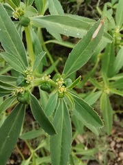 Euphorbia exstipulata