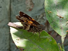 Chioides iverna