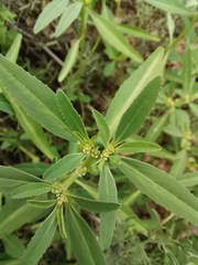 Euphorbia exstipulata