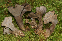 Craterellus foetidus