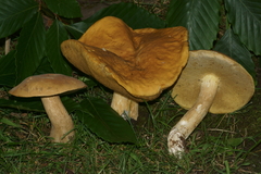 Boletus nobilis
