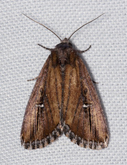 Condica temecula